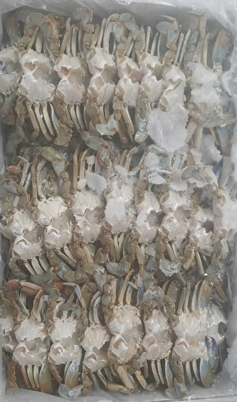 Frozen blue crab prepared for international seafood export
